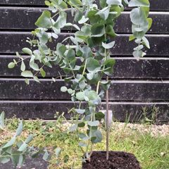 Eucalyptus Gunnii