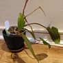 Philodendron Painted Lady - updated photos Image 9