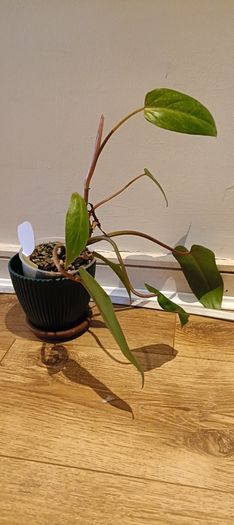 Philodendron Painted Lady - updated photos