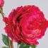 Pink Peony
