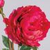 Pink Peony