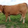 In calf Limousin heifers Image 8
