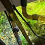 5L Co2 Bottle Full Set with plants Image 4