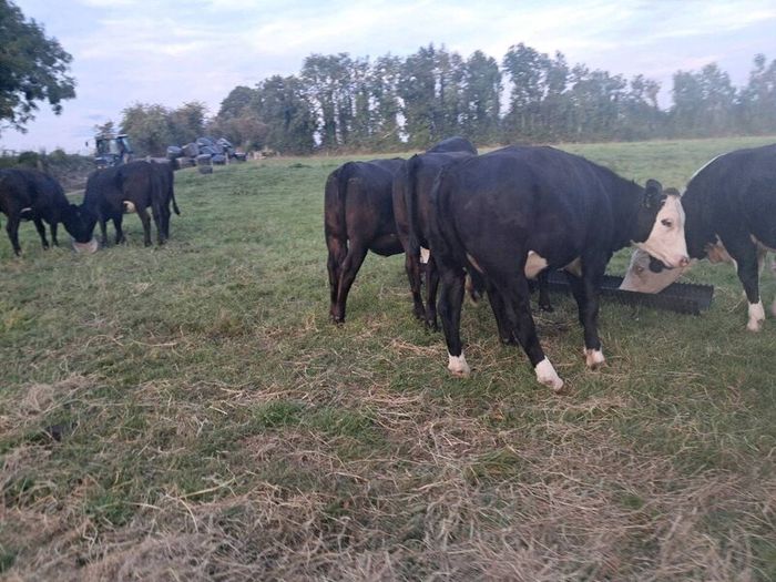 heifers