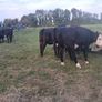 heifers Image 7