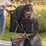 Dogs Pram Image 2