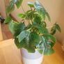 Artificial Monstera Plants in Ceramic Pots x 2 Image 4