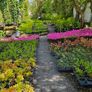 Azaleas, Flowering Plants Image 6