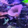 marine  corals Image 6