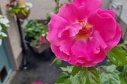 Mature rose plant