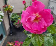 Mature rose plant