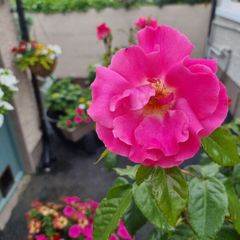 Mature rose plant