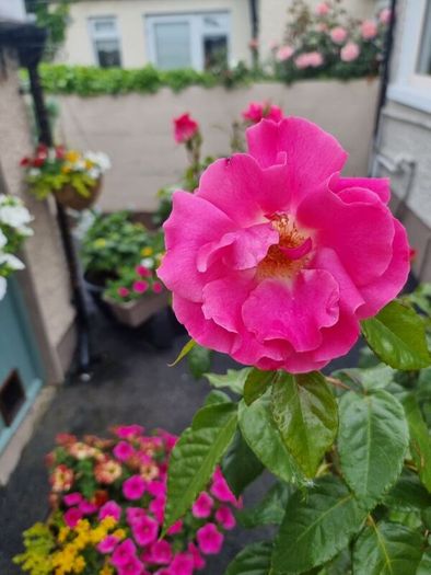 Mature rose plant