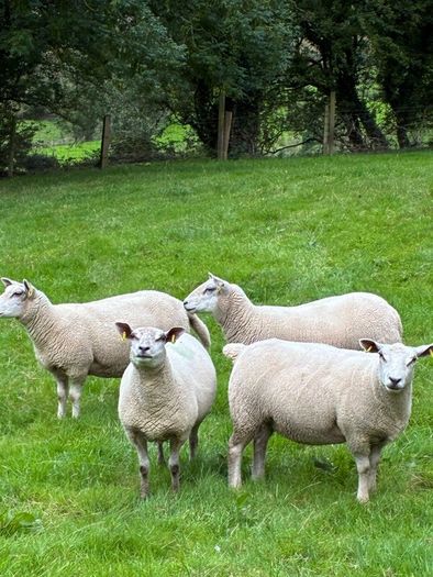 28 strong Hogget   Cross