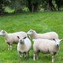 28 Hoggets strong Cross Image 3