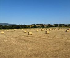 High quality hay and haylage for sale