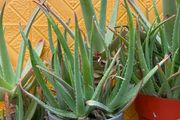indoor plants