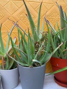 indoor plants