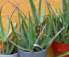 indoor plants