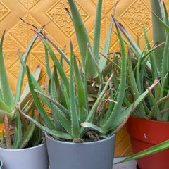 indoor plants