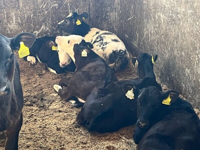 Calfs off milk