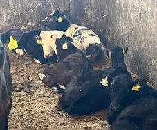 Calfs off milk