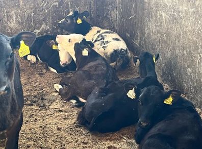 Calfs off milk