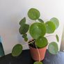 Pillea/ Chinese Money Plant Image 4