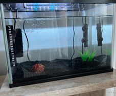 fish tank