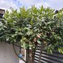 Large 2.5 meter Bay tree in a half barrel Image 4