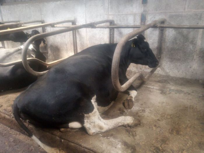 Incalf dairy cows