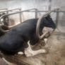 Incalf dairy cows Image 8