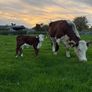 2 pedigree hereford cows with bull calves at foot Image 5