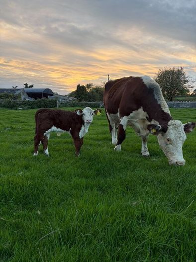 2 pedigree hereford cows with bull calves at foot
