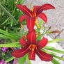 Mixed day lillies Image 4