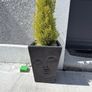Buddha  Plant Pots x 2 with plants Image 3