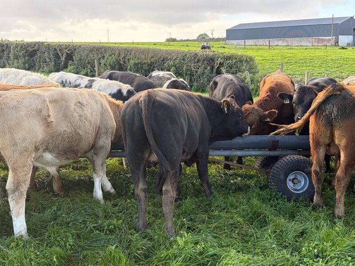 Cattle