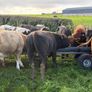 Cattle Image 3