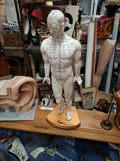 Vintage Anatomical Male Mannequin
