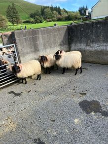 Livestock
