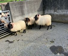 Livestock