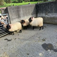 Livestock