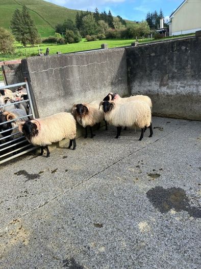 Livestock