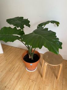 large plant elephants ear