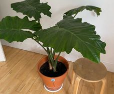 large plant elephants ear