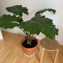 large plant elephants ear