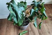 MONSTERA Potted plant