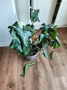 MONSTERA Potted plant