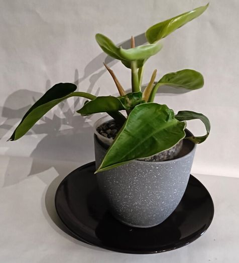 Philodendron Moonlight