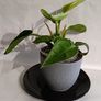 Philodendron Moonlight Image 7